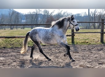 PRE, Wallach, 8 Jahre, 160 cm, Apfelschimmel