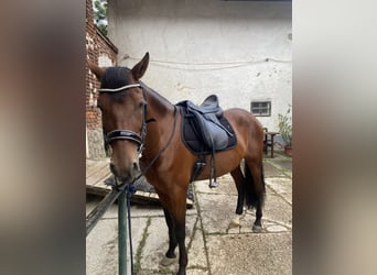 PRE Mix, Wallach, 8 Jahre, 160 cm, Brauner