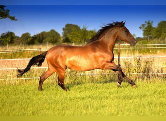 PRE, Wallach, 8 Jahre, 160 cm, Brauner