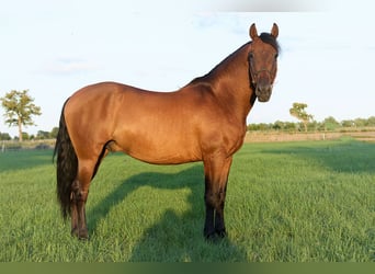 PRE, Wallach, 8 Jahre, 160 cm, Brauner