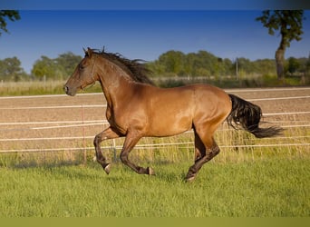 PRE, Wallach, 8 Jahre, 160 cm, Brauner
