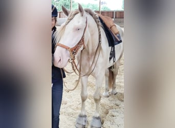 PRE, Wallach, 8 Jahre, 160 cm, Perlino