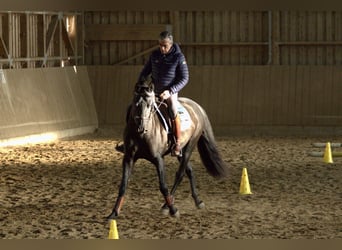 PRE, Wallach, 8 Jahre, 160 cm, Rappe