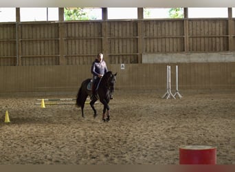 PRE, Wallach, 8 Jahre, 160 cm, Rappe