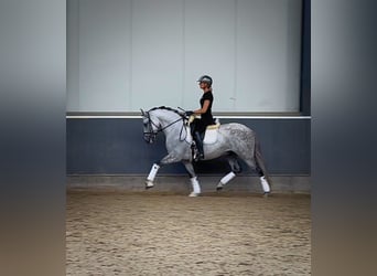 PRE Mix, Wallach, 8 Jahre, 160 cm, Schimmel