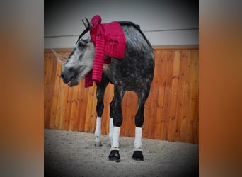 PRE Mix, Wallach, 8 Jahre, 160 cm, Schimmel