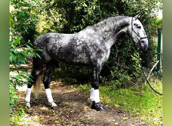 PRE Mix, Wallach, 8 Jahre, 160 cm, Schimmel