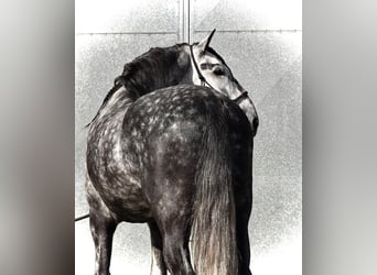 PRE Mix, Wallach, 8 Jahre, 160 cm, Schimmel