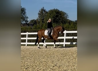 PRE, Wallach, 8 Jahre, 161 cm, Brauner