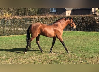 PRE, Wallach, 8 Jahre, 161 cm, Brauner
