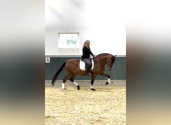 PRE, Wallach, 8 Jahre, 161 cm, Brauner