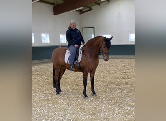 PRE, Wallach, 8 Jahre, 161 cm, Brauner