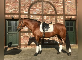 PRE, Wallach, 8 Jahre, 161 cm, Brauner