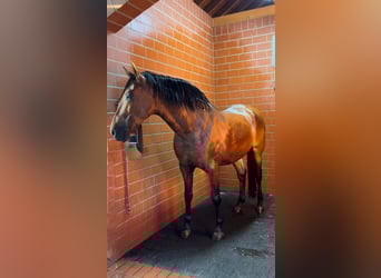 PRE, Wallach, 8 Jahre, 161 cm, Brauner