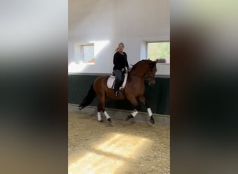PRE, Wallach, 8 Jahre, 161 cm, Brauner