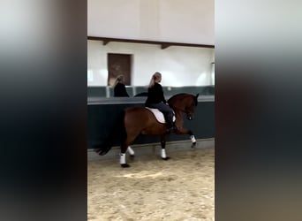 PRE, Wallach, 8 Jahre, 161 cm, Brauner