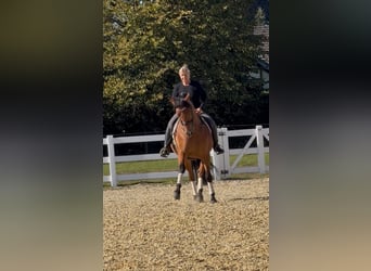 PRE, Wallach, 8 Jahre, 161 cm, Brauner