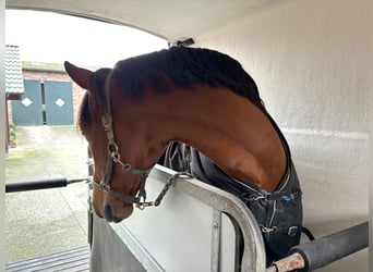 PRE, Wallach, 8 Jahre, 161 cm, Brauner