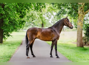 PRE Mix, Wallach, 8 Jahre, 162 cm, Brauner