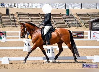 PRE, Wallach, 8 Jahre, 162 cm