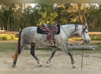 PRE, Wallach, 8 Jahre, 162 cm