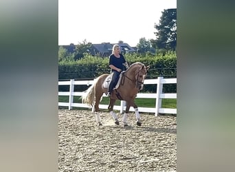 PRE Mix, Wallach, 8 Jahre, 162 cm, Palomino