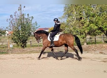 PRE, Wallach, 8 Jahre, 163 cm, Brauner