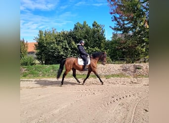 PRE, Wallach, 8 Jahre, 163 cm, Brauner