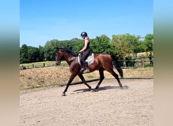 PRE Mix, Wallach, 8 Jahre, 163 cm, Brauner