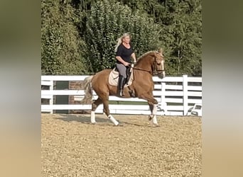 PRE Mix, Wallach, 8 Jahre, 163 cm, Palomino