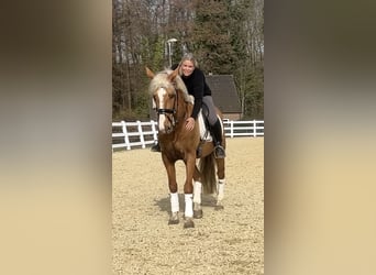 PRE Mix, Wallach, 8 Jahre, 163 cm, Palomino
