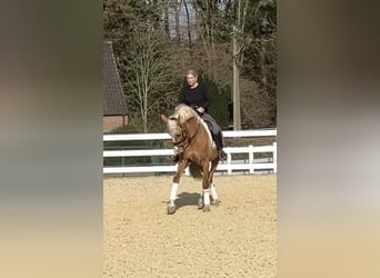 PRE Mix, Wallach, 8 Jahre, 163 cm, Palomino
