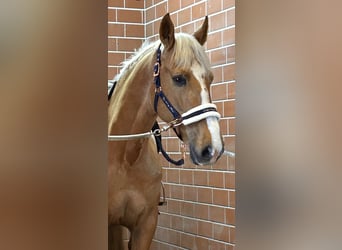 PRE Mix, Wallach, 8 Jahre, 163 cm, Palomino