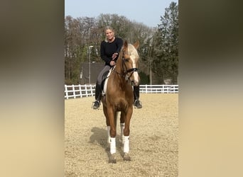 PRE Mix, Wallach, 8 Jahre, 163 cm, Palomino