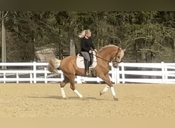 PRE Mix, Wallach, 8 Jahre, 163 cm, Palomino