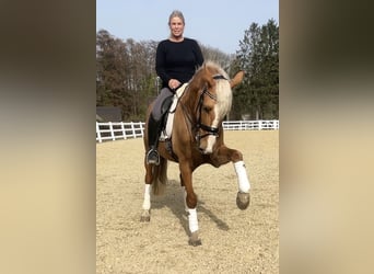 PRE Mix, Wallach, 8 Jahre, 163 cm, Palomino