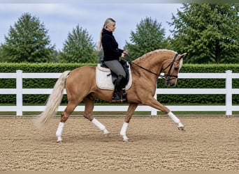PRE Mix, Wallach, 8 Jahre, 163 cm, Palomino