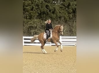 PRE Mix, Wallach, 8 Jahre, 163 cm, Palomino