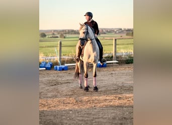 PRE Mix, Wallach, 8 Jahre, 163 cm, Schimmel