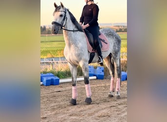 PRE Mix, Wallach, 8 Jahre, 163 cm, Schimmel