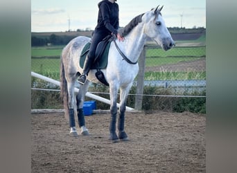PRE Mix, Wallach, 8 Jahre, 163 cm, Schimmel