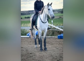 PRE Mix, Wallach, 8 Jahre, 163 cm, Schimmel