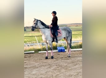 PRE Mix, Wallach, 8 Jahre, 163 cm, Schimmel