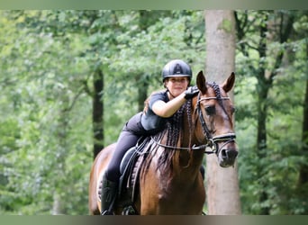 PRE Mix, Wallach, 8 Jahre, 164 cm, Brauner