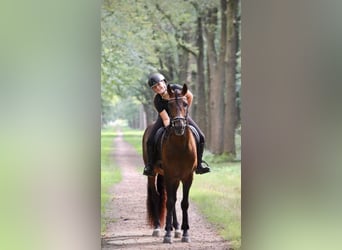 PRE Mix, Wallach, 8 Jahre, 164 cm, Brauner