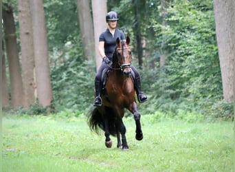 PRE Mix, Wallach, 8 Jahre, 164 cm, Brauner