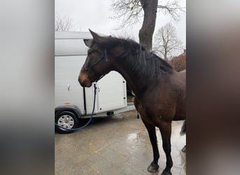 PRE Mix, Wallach, 8 Jahre, 164 cm, Dunkelbrauner