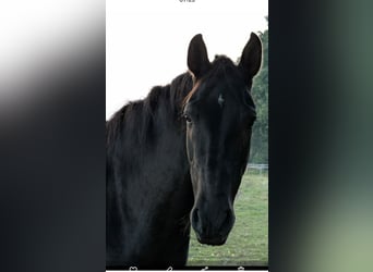 PRE, Wallach, 8 Jahre, 164 cm, Rappe