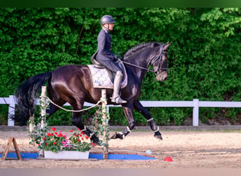 PRE, Wallach, 8 Jahre, 164 cm, Rappe