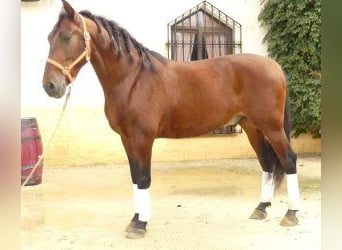 PRE Mix, Wallach, 8 Jahre, 164 cm, Rotbrauner
